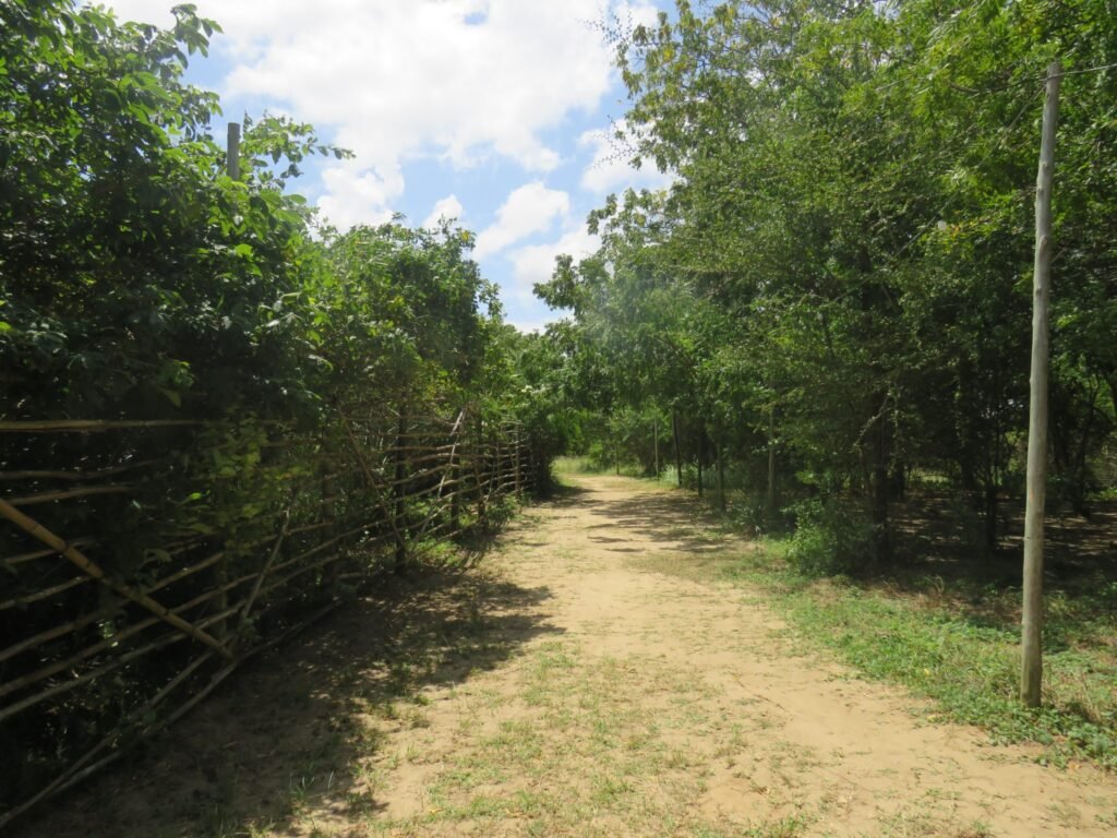 Cactus Farm Running Track