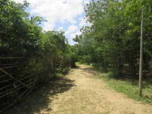 Cactus Farm Running Track